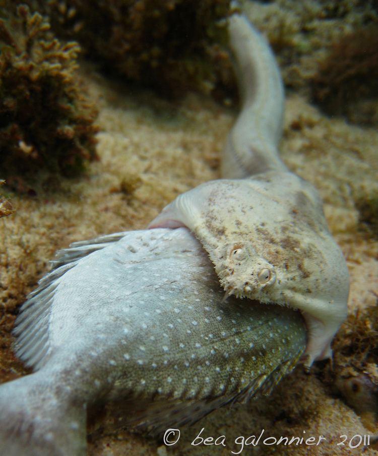 Crocodile snake eel Too greedyquot dead crocodile snake eel Batrice GALONNIER Flickr