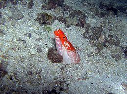 Crocodile snake eel httpsuploadwikimediaorgwikipediacommonsthu