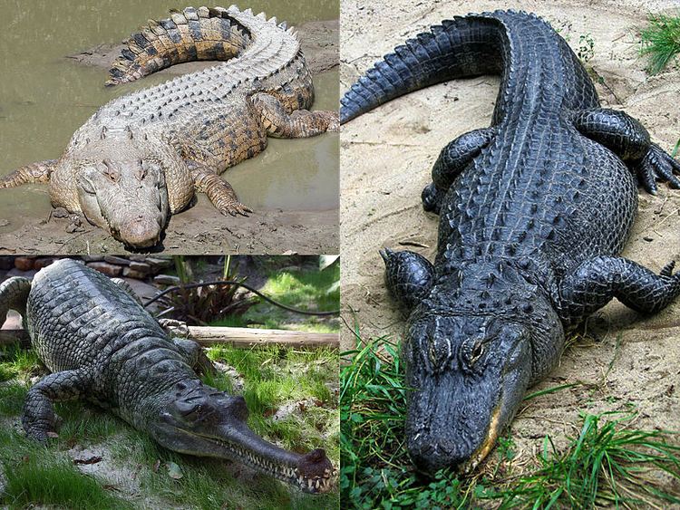 Crocodilia httpsuploadwikimediaorgwikipediacommonsff