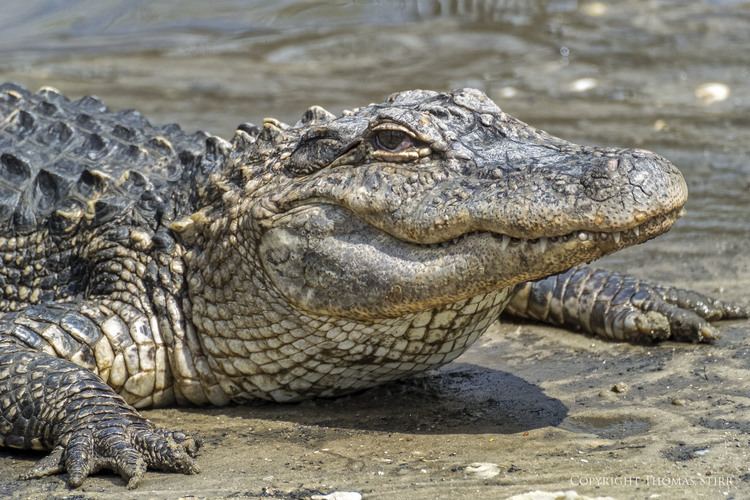 Crocodilia alligator adventure