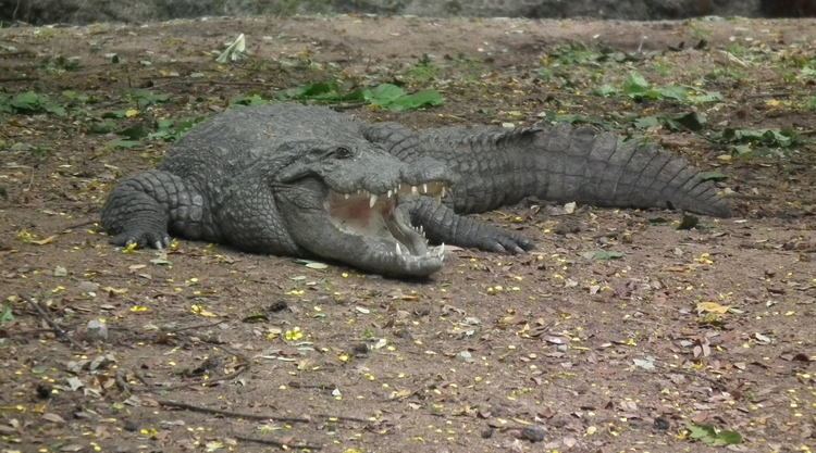 Crocodilia FileCrocodilia Crocodiles from Nehru Zoological park Hyderabad 4402
