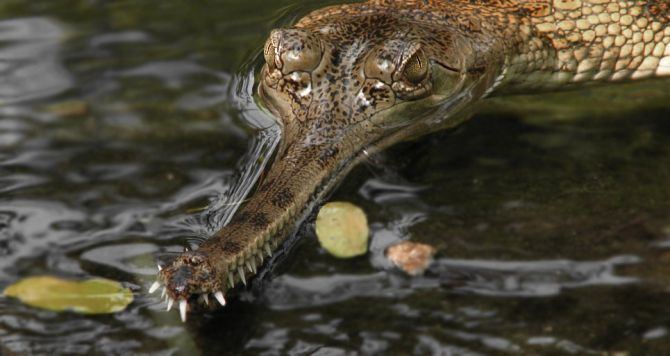 Crocodilia Crocodilia Untamed Science