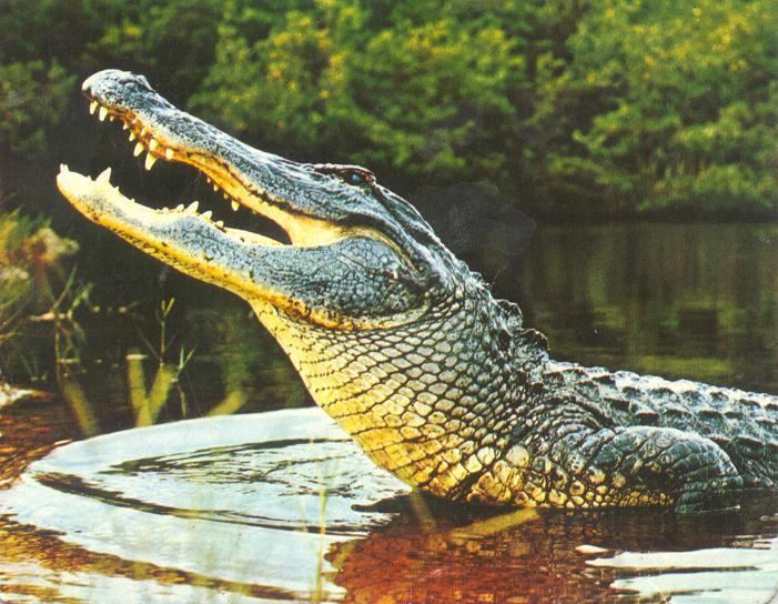 Crocodilia Crocodilia