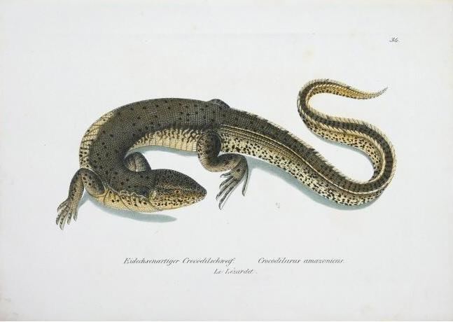 Crocodilurus Crocodilurus Wikipedia