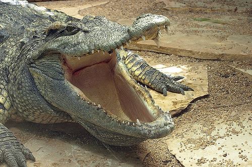 Crocodylidae Crocodiles Family Crocodylidae iNaturalistorg