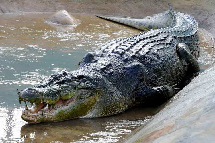 Crocodylidae ainhoawebeswpcontentuploads201508Crocodylus