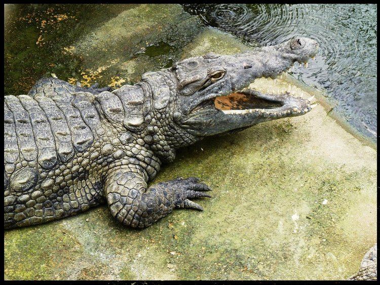 Crocodylidae Crocodylidae by PLetc on DeviantArt