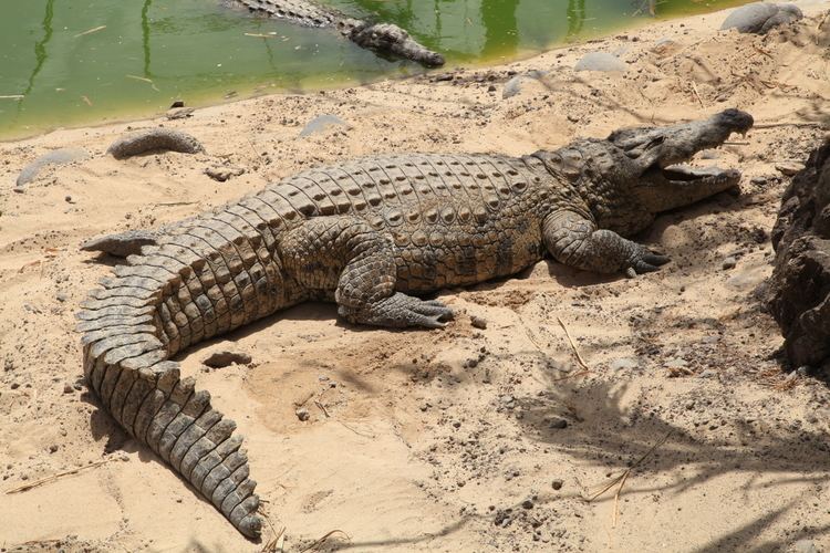 Crocodylus FilePjara La Lajita Oasis Park Crocodylus niloticus 05 iesjpg