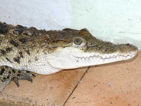 Crocodylus Crocodylus mindorensis The Reptile Database