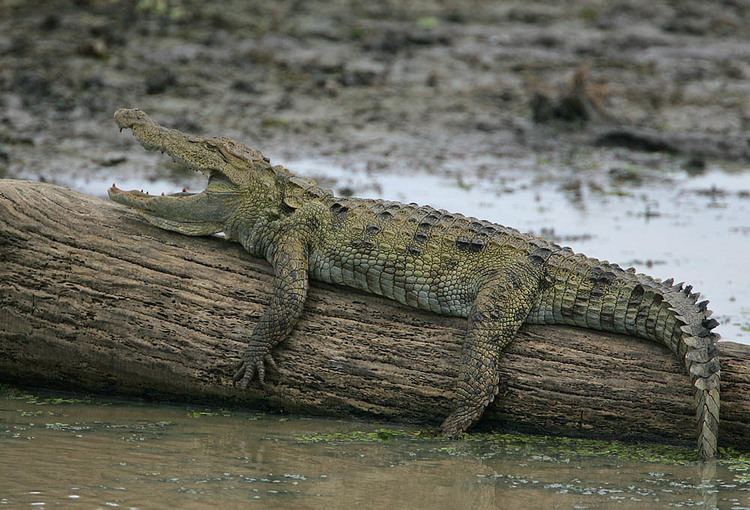 Crocodylus palaeindicus