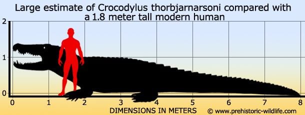 Crocodylus thorbjarnarsoni Crocodylus thorbjarnarsoni