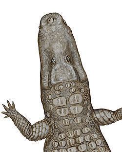 Crocodylus thorbjarnarsoni httpsuploadwikimediaorgwikipediacommonsthu