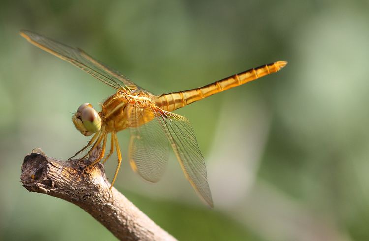 Crocothemis Dragonflies amp damselflies of Thailand 66 Crocothemis servilia