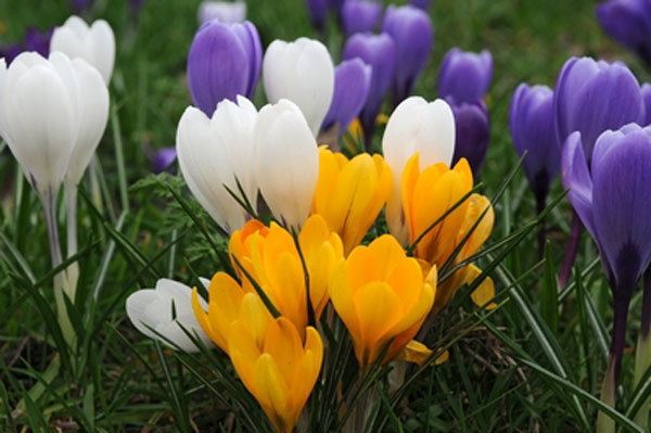 Crocus Buy large flowering crocus bulbs Crocus 39Mixed Colours39 Delivery by