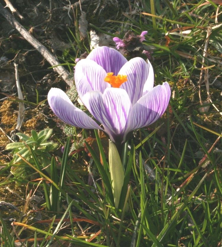 Crocus biflorus FileCrocus biflorus ENBLA01jpg Wikimedia Commons