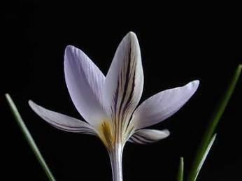 Crocus biflorus Crocus biflorus biflorus Crocus species Alpine Garden Society