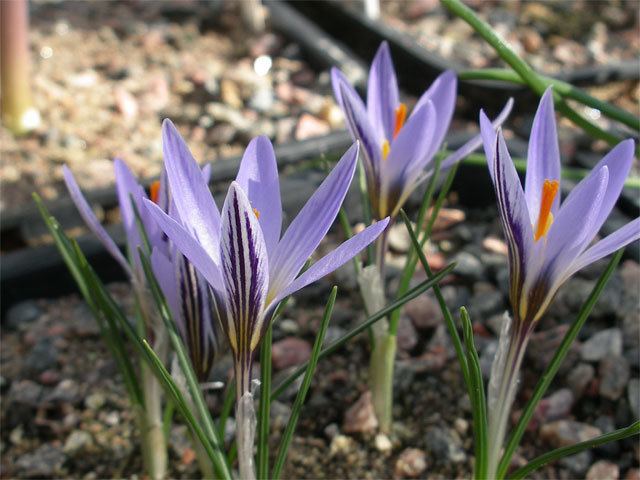 Crocus biflorus Botanicus Crocus