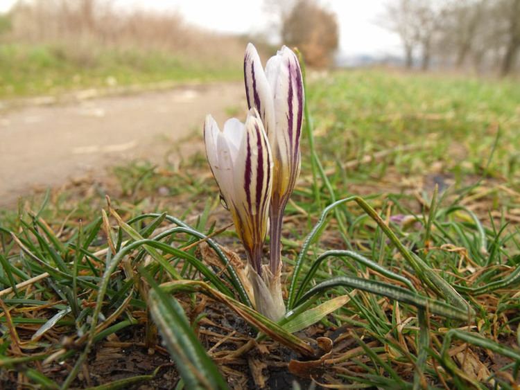 Crocus biflorus httpsuploadwikimediaorgwikipediacommons66