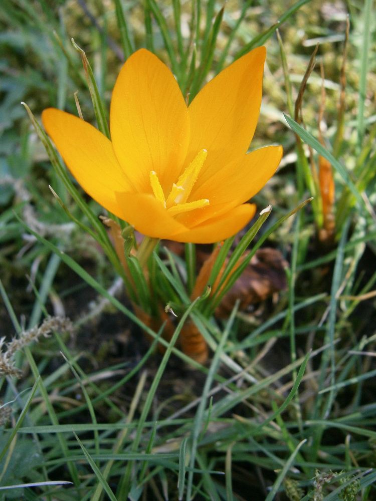 Crocus flavus FileCrocus flavus ssp flavus 07jpg Wikimedia Commons