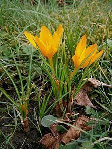 Crocus flavus httpsuploadwikimediaorgwikipediacommonsthu