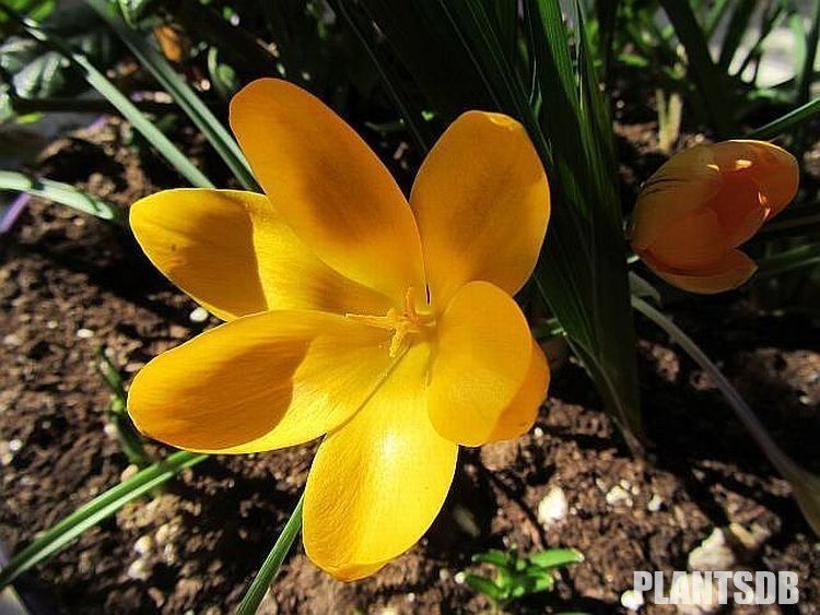 Crocus flavus Crocus flavus Dutch Yellow Crocus