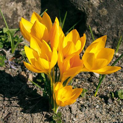 Crocus flavus Crocus flavus ssp flavus Albrecht Hoch OHG