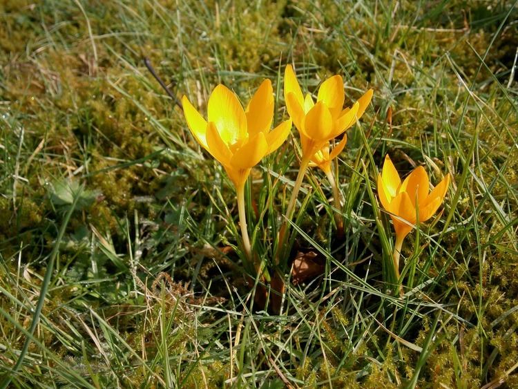 Crocus flavus Crocus flavus Weston Checklist View