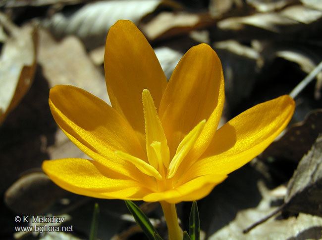 Crocus flavus Crocus flavus picture 2 The Bulgarian flora online