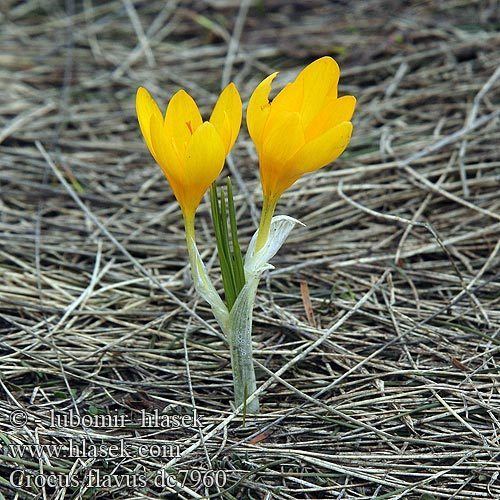 Crocus flavus Crocus flavus afrn lut