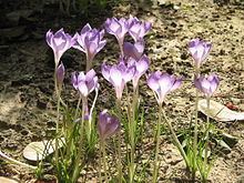 Crocus goulimyi httpsuploadwikimediaorgwikipediacommonsthu