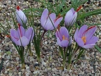 Crocus sativus Crocus sativus Crocus species Alpine Garden Society