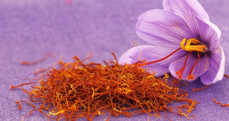 Crocus sativus Bulb Size of Crocus Sativus