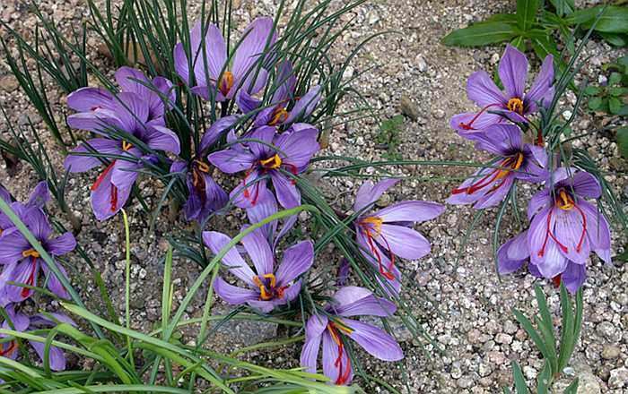 Crocus sativus Crocus sativus the saffron crocus