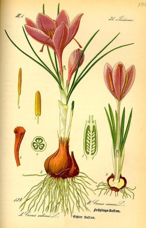 Crocus sativus luirigaltervistaorgcpmalbumsthomethome00106