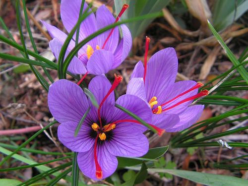 Crocus sativus Crocus sativus Herbology Manchester