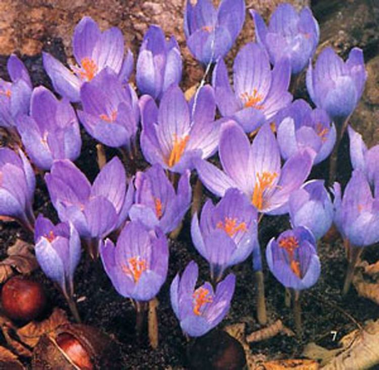 Crocus speciosus Crocus speciosus autumn flowering Crocus Bulbs