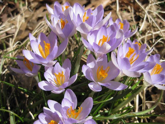 Crocus tommasinianus wwwpacificbulbsocietyorgpbswikifilesCrocusCr