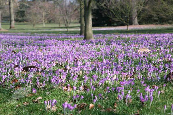 Crocus tommasinianus Buy crocus bulbs Crocus tommasinianus 39Whitewell Purple39 Delivery