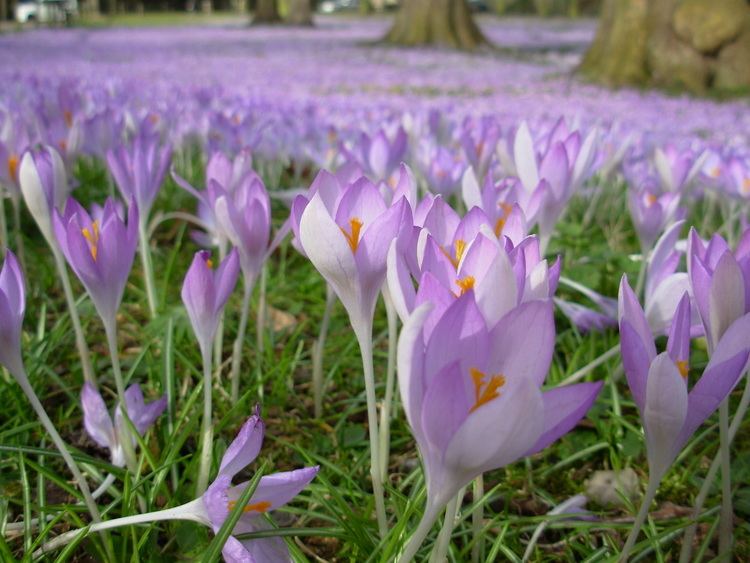 Crocus tommasinianus FileCrocus tommasinianusjpg Wikimedia Commons