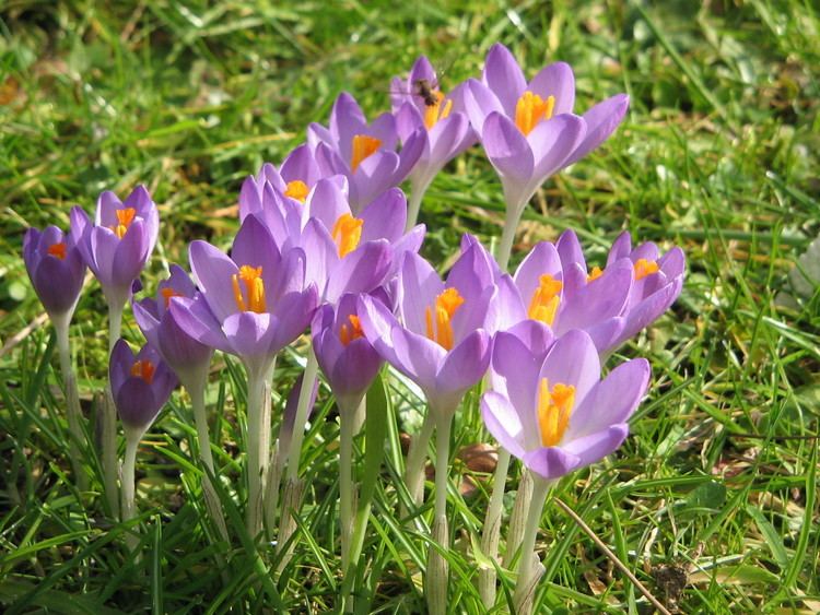 Crocus tommasinianus FileCrocus tommasinianus Barr39s Purple02jpg Wikimedia Commons