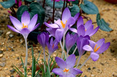 Crocus tommasinianus Crocus tommasinianus early crocusRHS Gardening