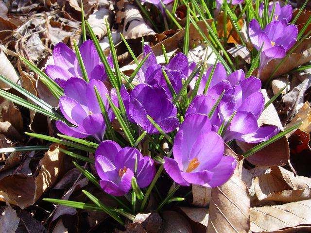 Crocus tommasinianus Pacific Bulb Society Spring Blooming Crocus Five