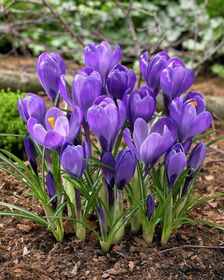 Crocus vernus Berkshire Botanical Garden Crocus Vernus Rememberance