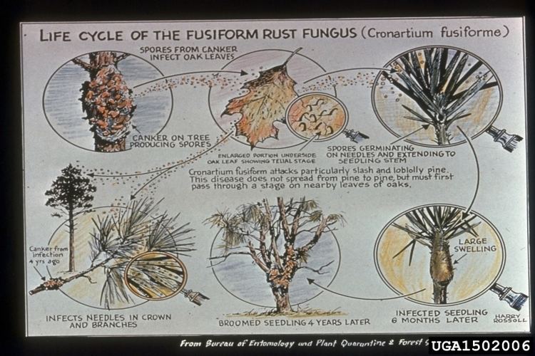 Cronartium fusiform rust Cronartium quercuum fsp fusiforme Uredinales