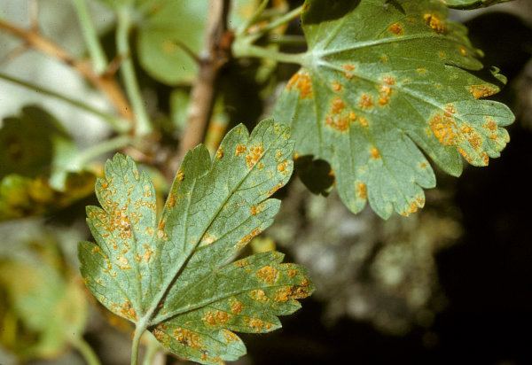 Cronartium ribicola White Pine Blister Rust Field Guide to Insects and Diseases of AZ