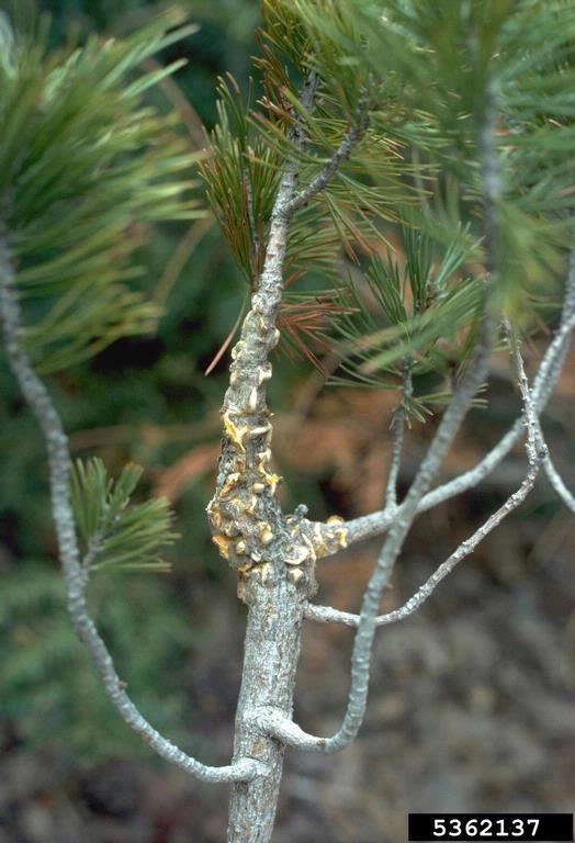 Cronartium ribicola white pine blister rust Cronartium ribicola on pine Pinus spp