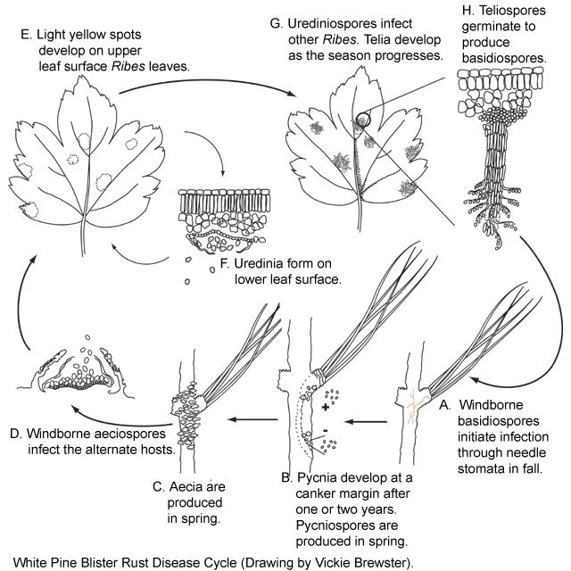 Cronartium ribicola White pine blister rust