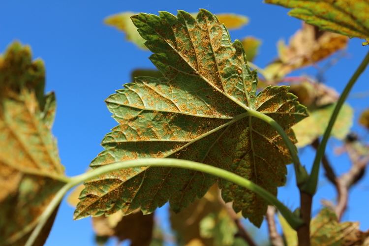 Cronartium ribicola File20130721ribesnigrumcronartiumribicolabyabrimaalJPG