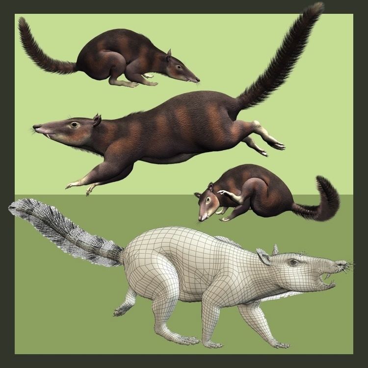 Cronopio (mammal) CronopioDR 3D Models Dinoraul