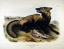 Cross fox (animal) httpsuploadwikimediaorgwikipediacommonsthu